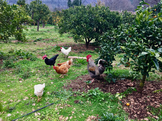 Orangenplantage in Soller Mallorca