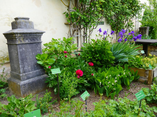 Marksburg Kräutergarten Ritter Burg Marksburg Braubach am Rhein