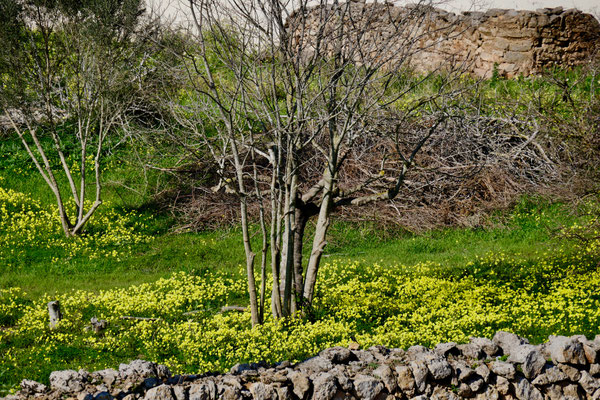 Mallorca Impressionen