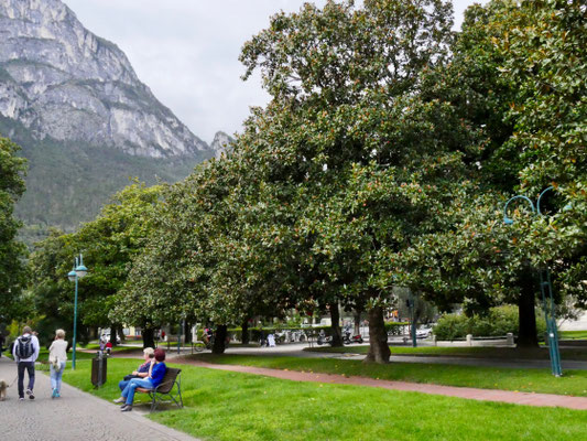 Magnolien Allee in Riva am Gardasee