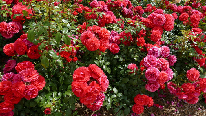 Rosen