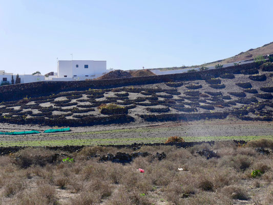 Lanzarote Kakteen