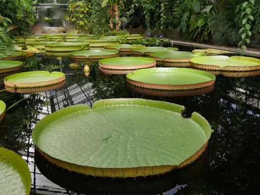 Sehenswürdigkeit Deutschland Bonn, Poppelsdorfer Schloss Botanischer Garten Universität 