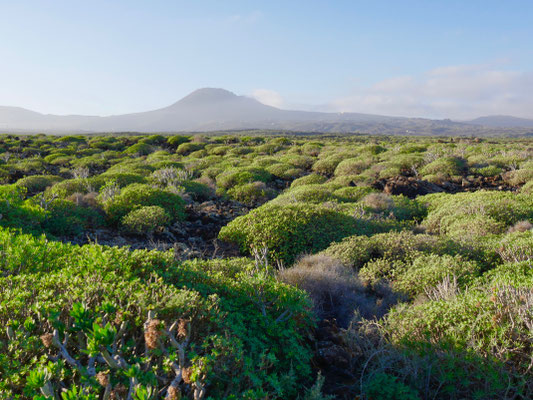 Sukkulenten wachsen auf der ausgedehnten Vulkanlandschaft Lanzarote