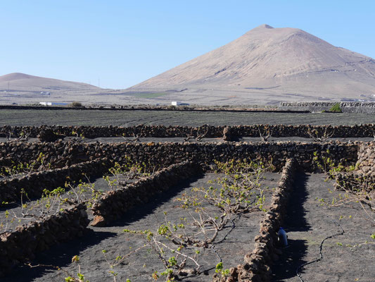 Weinanbau Lanzarote