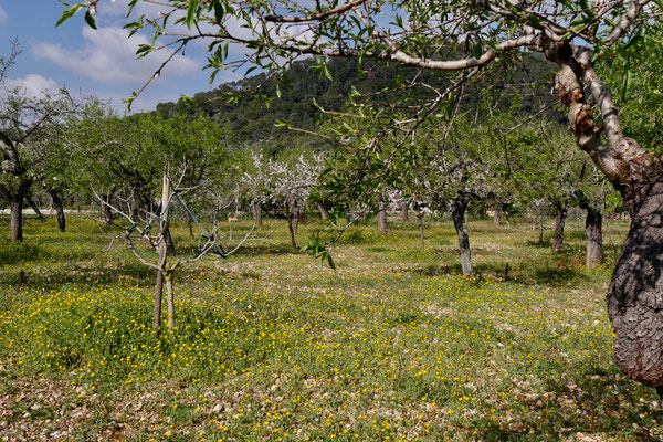 Mallorca Oliven Öl Plantage