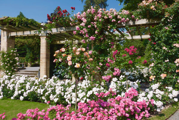 Rosengarten Insel Mainau