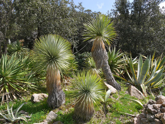 Insel Ischia, Garten Mortella