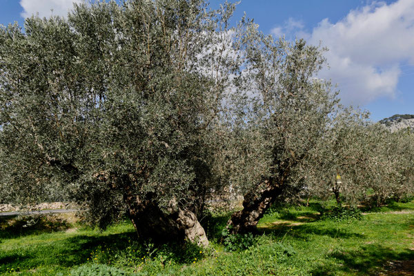 Mallorca Oliven Öl Plantage