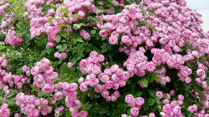 Rosen