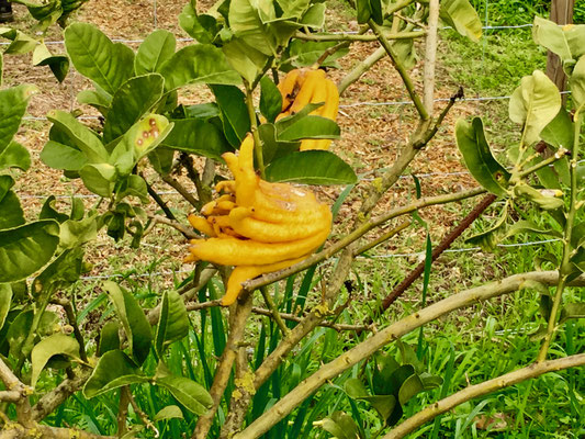 Orangenplantage in Soller Mallorca