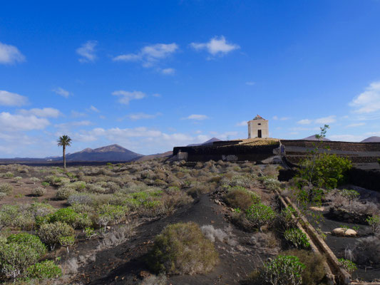 Lanzarote Kakteen
