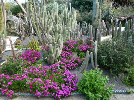 Insel Ischia Kakteengarten