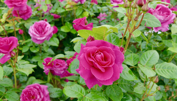 Rosen in Steinfurth