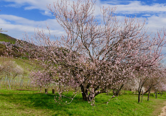 Mallorca Impressionen Mandelblüten