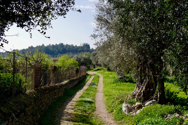 Mallorca Oliven Öl Plantage