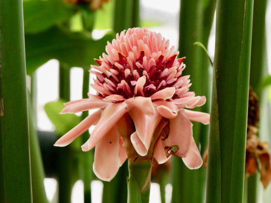 ExotenSehenswürdigkeit Deutschland Bonn, Poppelsdorfer Schloss Botanischer Garten Universität