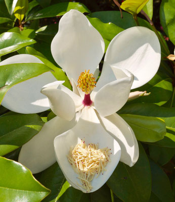 Magnolien
