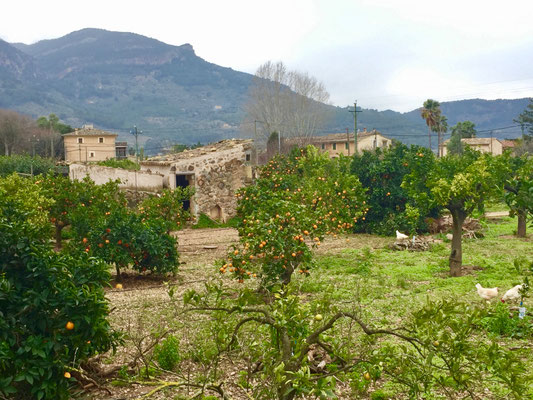 Orangenplantage in Soller Mallorca