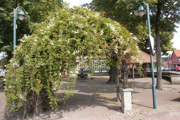 LÖWINNE heute