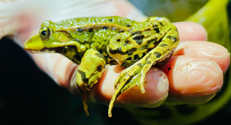 Frosch, Foto: NABU Eileen Gärtner
