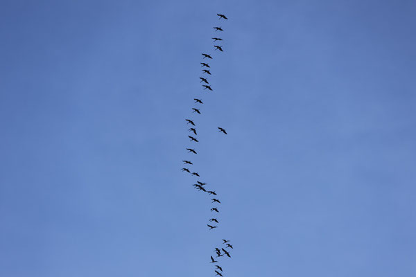Die Glücksvögel ziehen Richtung Norden, Foto: NABU Steinau