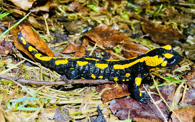 Feuersalamander, Foto: NABU Eileen Gärtner