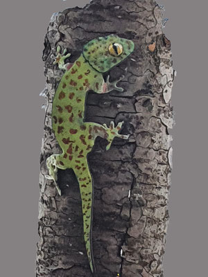 Gekko, verkocht