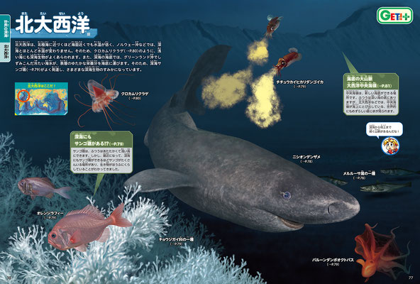 KADOKAWA「GET! 深海」図鑑・北大西洋・ニシオンデンザメ・バルーンダンボオクトパス・クロカムリクラゲ／Photoshop