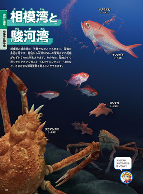 KADOKAWA「GET! 深海」図鑑・相模湾と駿河湾・タカアシガニ・キンメダイ・メンダコ・サクラエビ／Photoshop