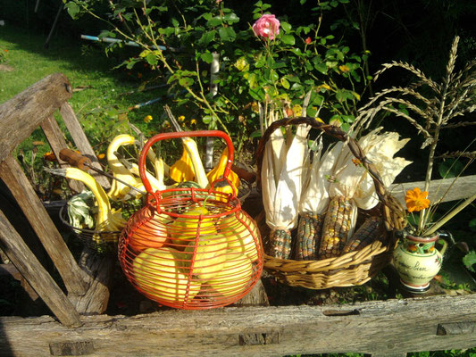 Les couleurs du jardin potager