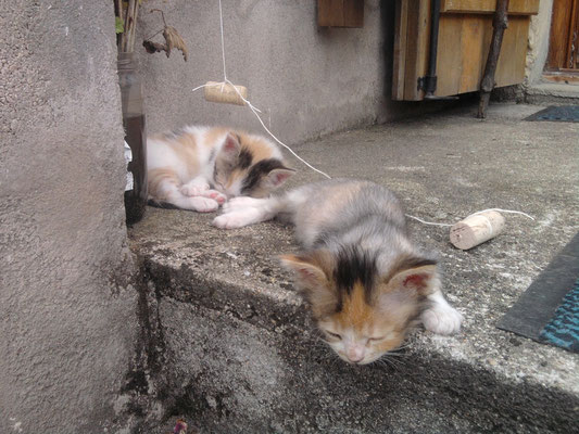 Junkie et Jalouse sieste sur le perron 