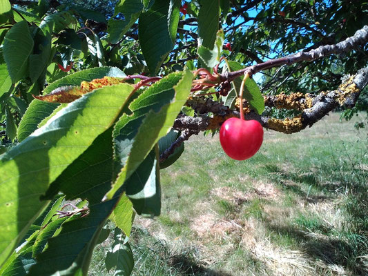 Oh la belle cerise !