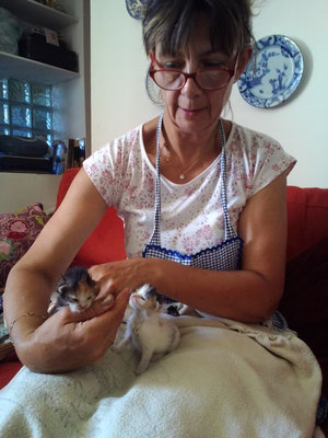 Les bébés chattes âgées de 2 semaines