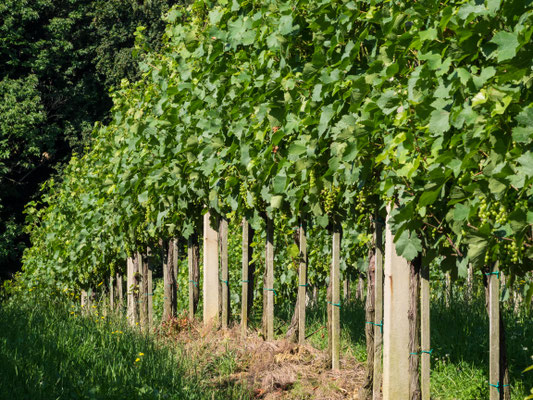 Weinreben 