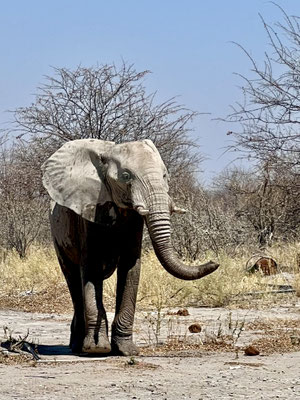 Bild: Elephant