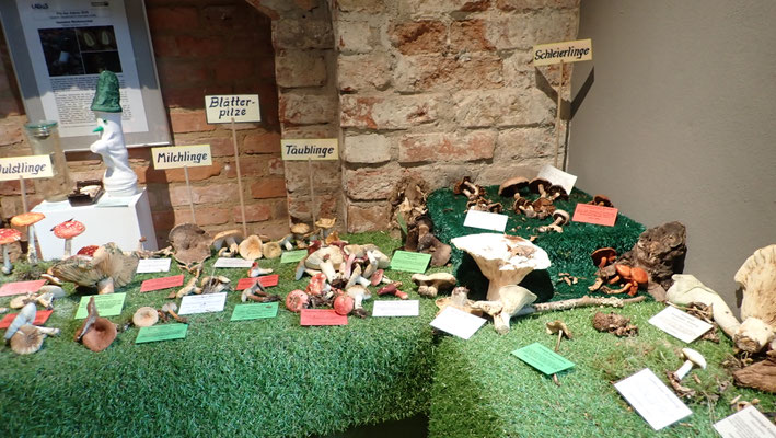 Pilzausstellung
