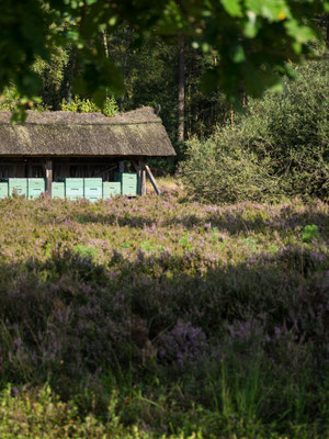 Bild: Bienenstände in der Lüneburger Heide