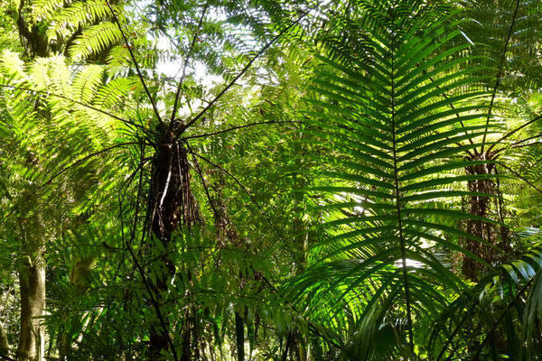 Bild:Farntrees