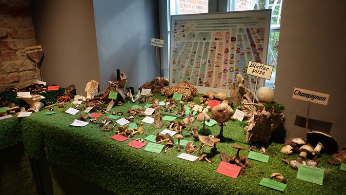 Pilzausstellung