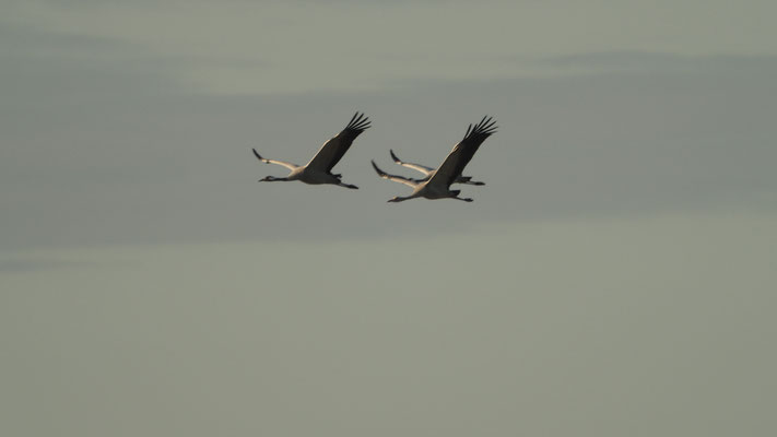 Bild: Kraniche im Flug