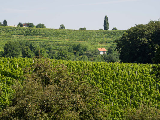 Weinberge Jeruzalem