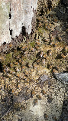 Trinkende Bienen