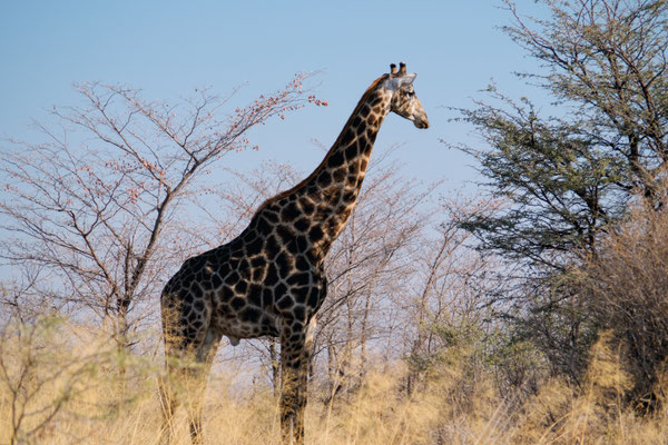 Bild: Giraffe