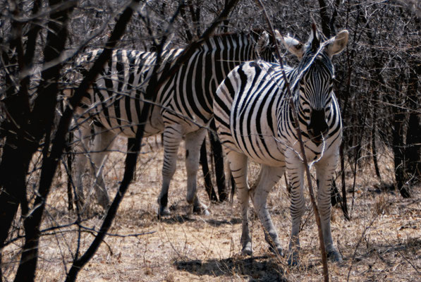 Bild: Zebras