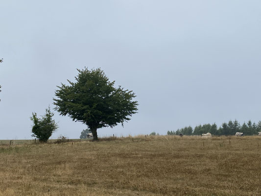 Bild: Wanderung Nähe Hives