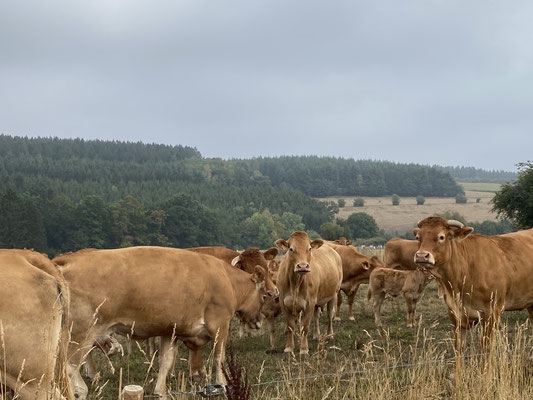 Bild: Wanderung Nähe Hives