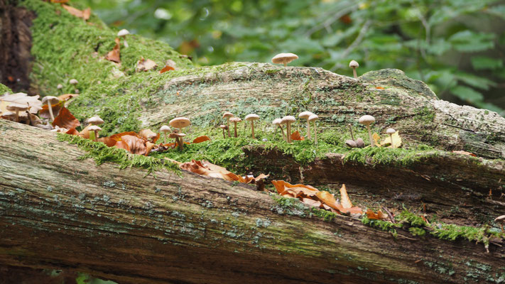 Pilz Stilleben