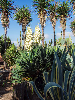 Bild: Pflanzen mit Palmen