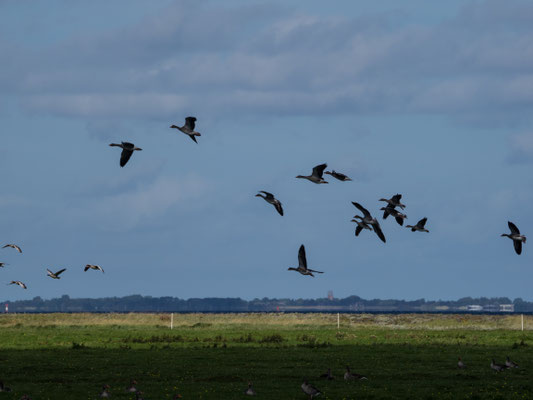 Bild: Vögel am Himmel